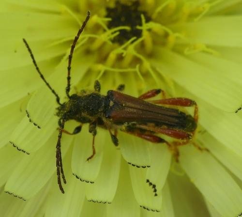 Stenopterus rufus
